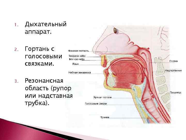 Анатомо физиологические механизмы речи