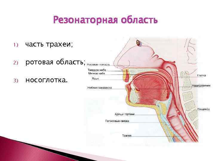 Резонаторная область 1) часть трахеи; 2) ротовая область; 3) носоглотка. 