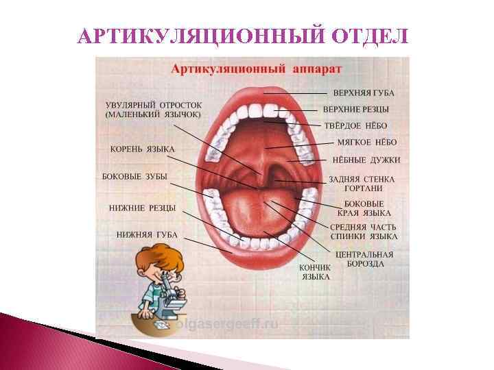 АРТИКУЛЯЦИОННЫЙ ОТДЕЛ 