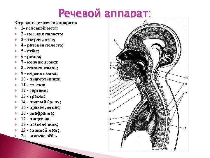 Речевой аппарат: Строение речевого аппарата: 1 - головной мозг; 2 - носовая полость; 3