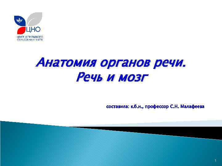 Анатомия органов речи. Речь и мозг составила: к. б. н. , профессор С. Н.