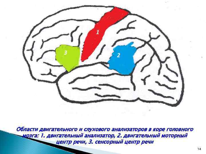 Области двигательного и слухового анализаторов в коре головного мозга: 1. двигательный анализатор, 2. двигательный