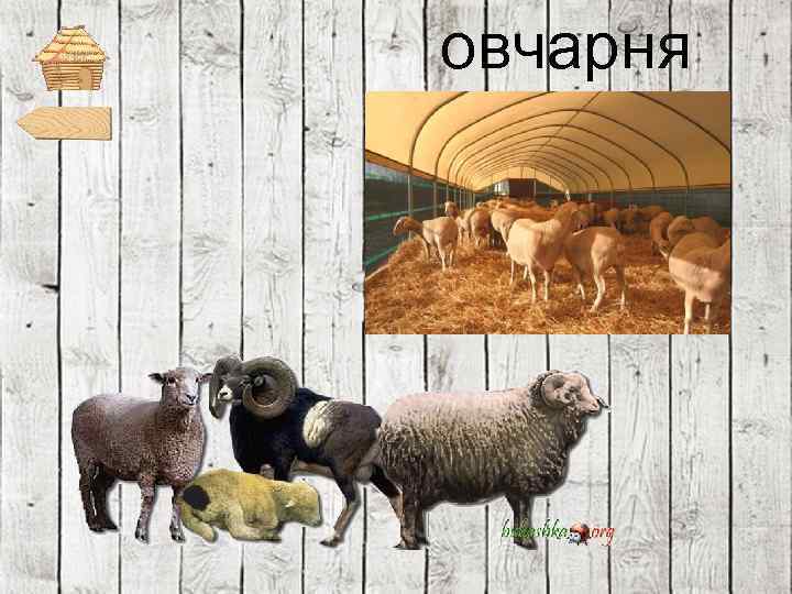  овчарня 