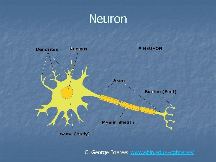 Neuron C. George Boeree: www. ship. edu/~cgboeree/ 