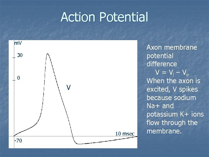 Action Potential m. V _ 30 _0 V 10 msec -70 Axon membrane potential