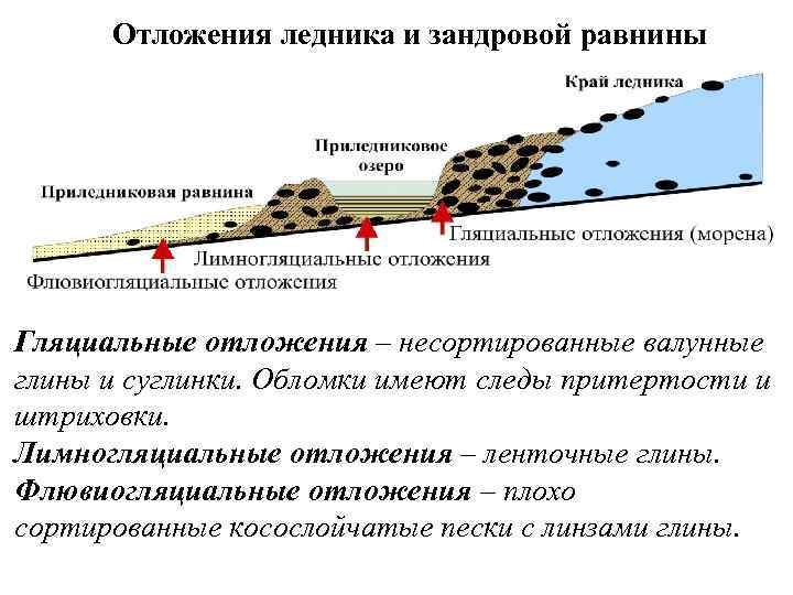 Отложения ледника и зандровой равнины Гляциальные отложения – несортированные валунные глины и суглинки. Обломки