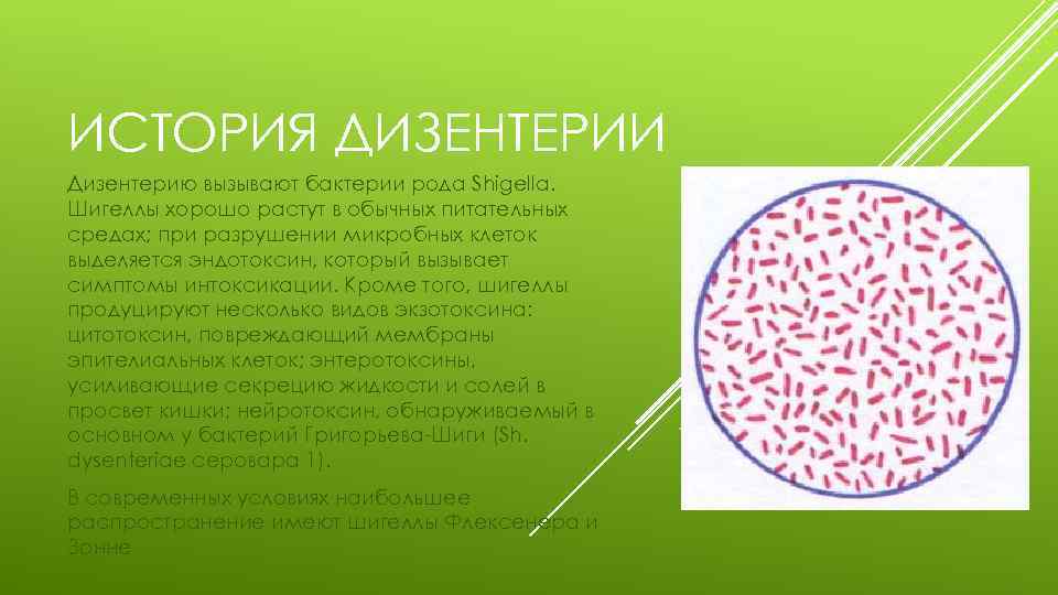 Шигеллы микробиология презентация