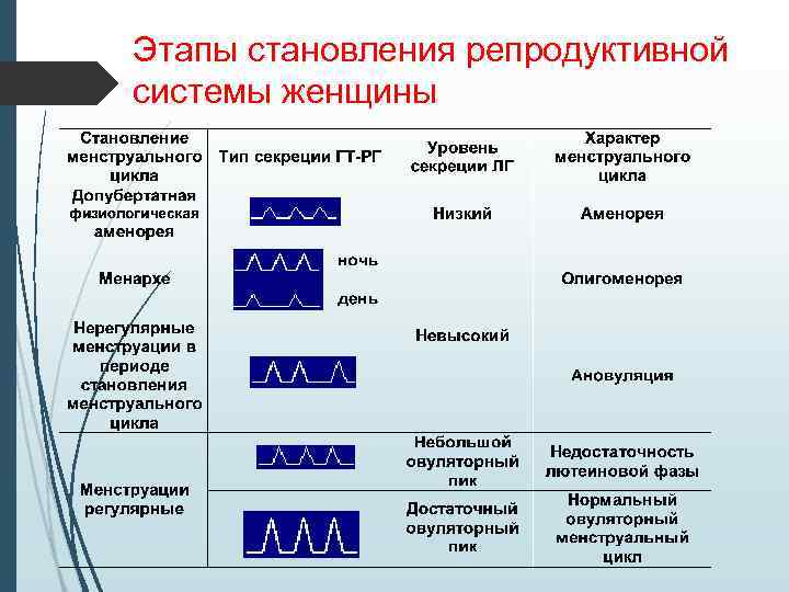 Этапы становления репродуктивной системы женщины 
