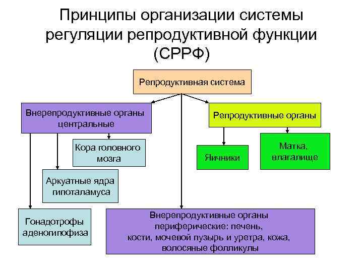 Схема регуляции репродуктивной функции женщины