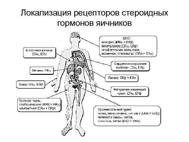 Локализация рецепторов стероидных гормонов яичников 