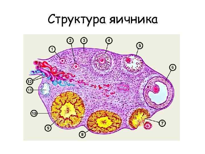 Яичник рисунок с подписями