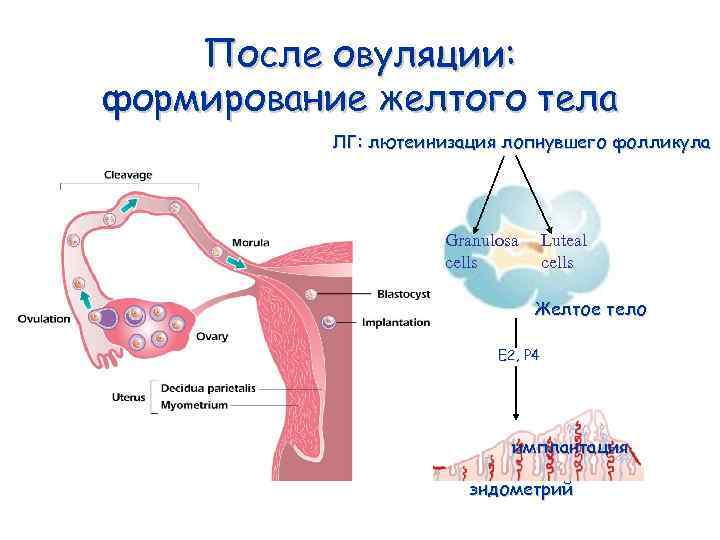 После овуляции: формирование желтого тела ЛГ: лютеинизация лопнувшего фолликула Granulosa cells Luteal cells Желтое