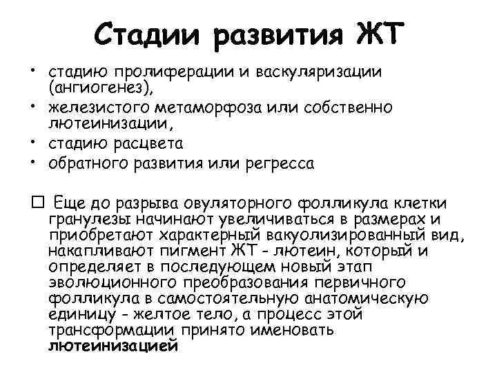 Стадии развития ЖТ • стадию пролиферации и васкуляризации (ангиогенез), • железистого метаморфоза или собственно