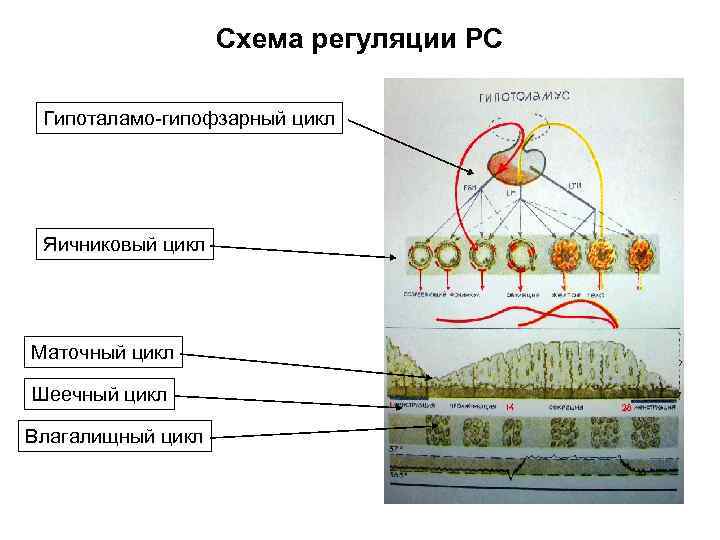 Схема регуляции РС Гипоталамо-гипофзарный цикл Яичниковый цикл Маточный цикл Шеечный цикл Влагалищный цикл 