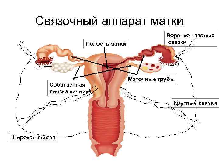 Репродуктивная система женщин анатомия становление функции лекциядля