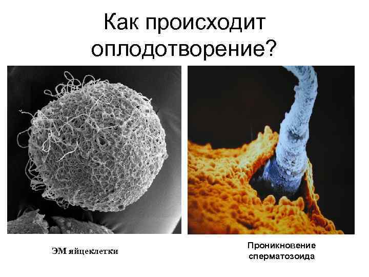 Как происходит оплодотворение? ЭМ яйцеклетки Проникновение сперматозоида 