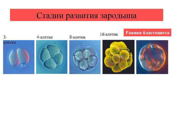 Стадии развития зародыша 2 клетки 4 -клетки 8 -клеток 16 -клеток Ранняя бластоциста 