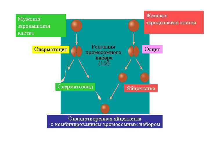 Репродуктивная система женщин картинки