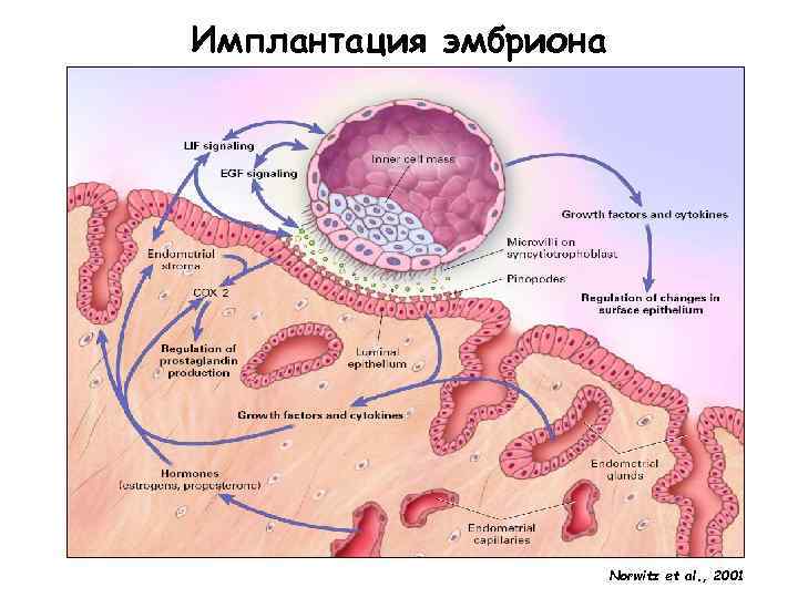 Репродуктивная система женщин картинки