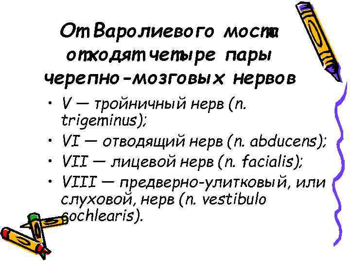 От Варолиевого моста отходят четыре пары черепно-мозговых нервов • V — тройничный нерв (n.