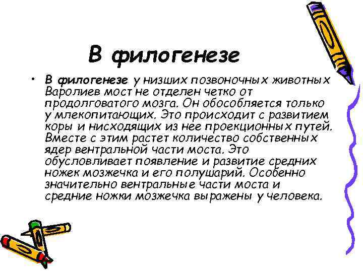 В филогенезе • В филогенезе у низших позвоночных животных Варолиев мост не отделен четко