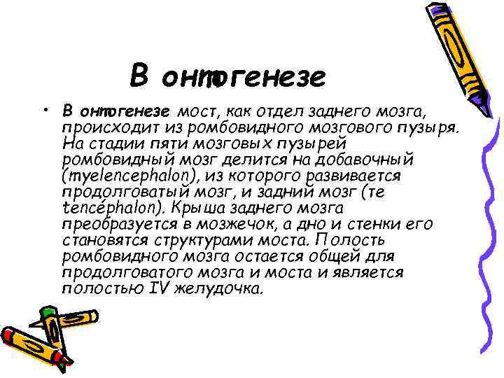 В онтогенезе • В онтогенезе мост, как отдел заднего мозга, происходит из ромбовидного мозгового