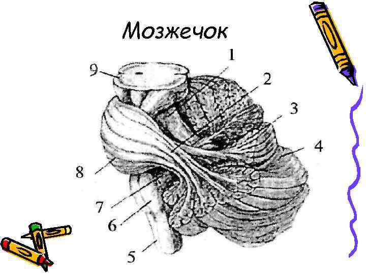 Мозжечок физиология. Топография мозжечка. Мозжечок рисунок. Ядра мозжечка рисунок.