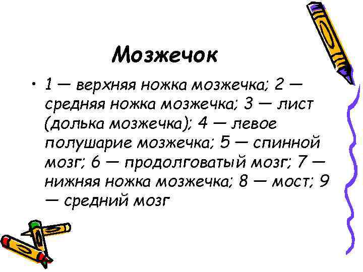 Мозжечок • 1 — верхняя ножка мозжечка; 2 — средняя ножка мозжечка; 3 —