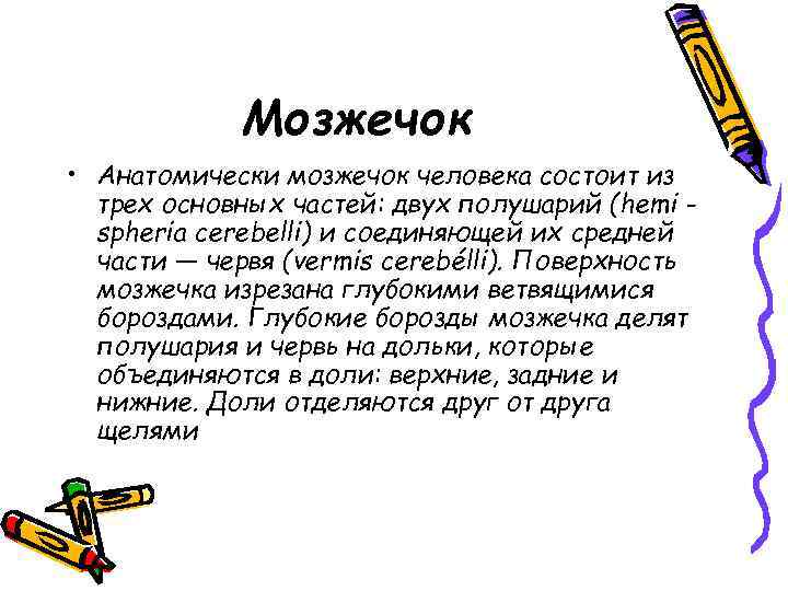 Мозжечок • Анатомически мозжечок человека состоит из трех основных частей: двух полушарий (hemi spheria