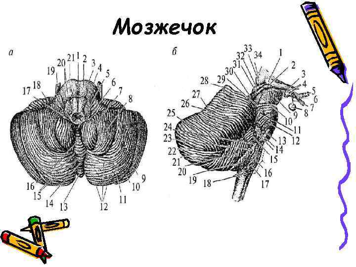 Мозжечок отвечает за