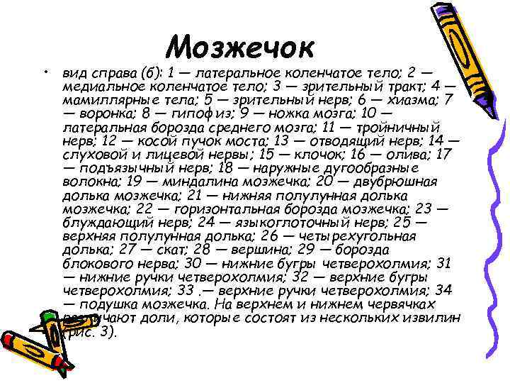 Мозжечок • вид справа (б): 1 — латеральное коленчатое тело; 2 — медиальное коленчатое