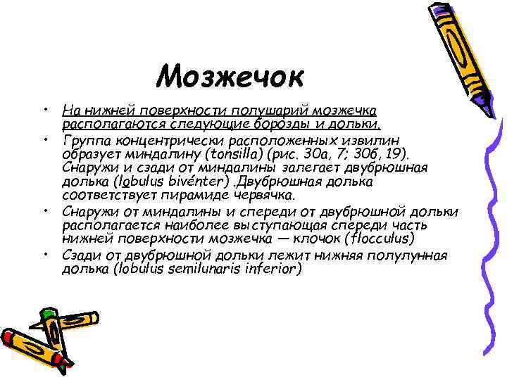 Мозжечок • На нижней поверхности полушарий мозжечка располагаются следующие борозды и дольки. • Группа