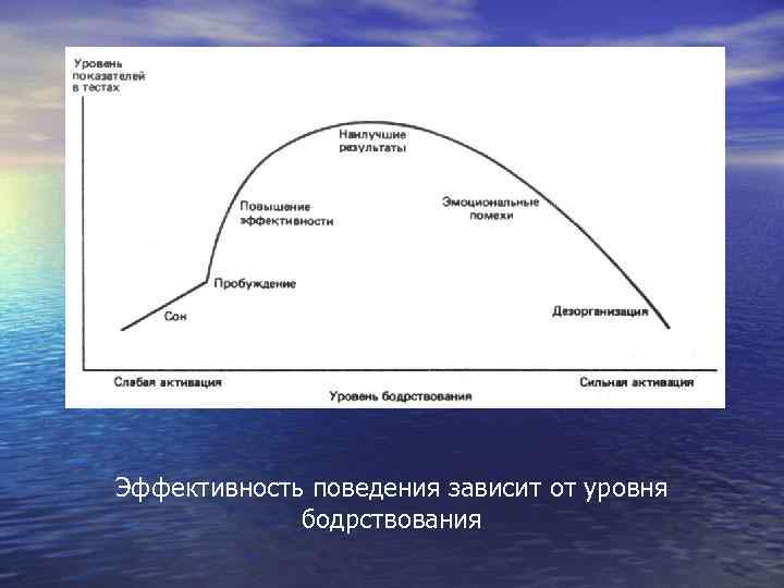 Эффективность поведения зависит от уровня бодрствования 