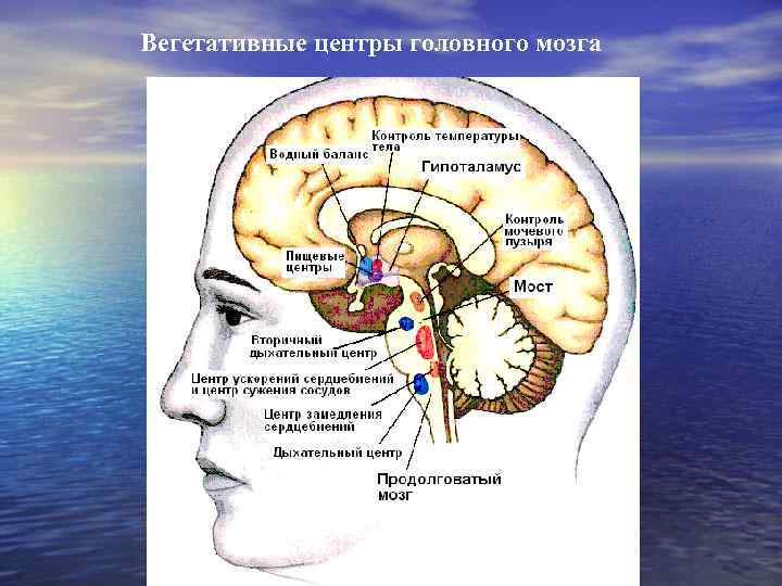 Высший вегетативный центр находится в. Пищевой центр головного мозга. Пищий центр головного мозга. Вегетативные центры. Мотивационные центры головной мозг.