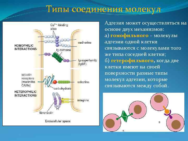 Типы соединения молекул Адгезия может осуществляться на основе двух механизмов: а) гомофильного – молекулы