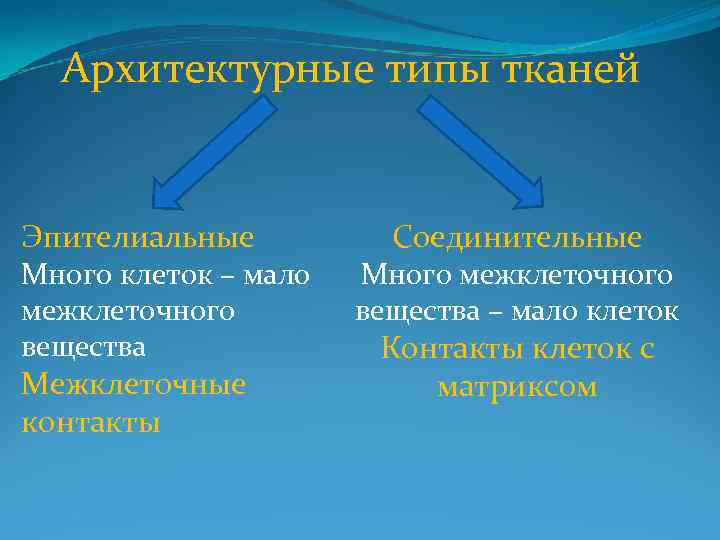Архитектурные типы тканей Эпителиальные Много клеток – мало межклеточного вещества Межклеточные контакты Соединительные Много