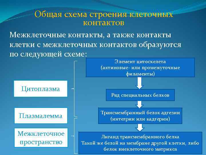 Общая схема строения клеточных контактов Межклеточные контакты, а также контакты клетки с межклеточных контактов