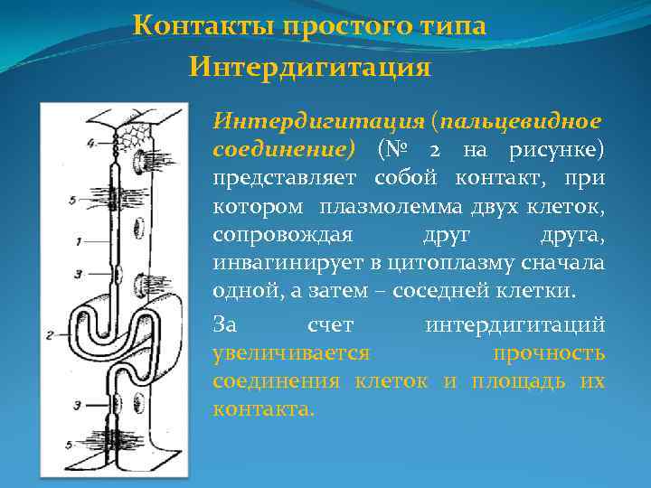 Контакты простого типа Интердигитация (пальцевидное соединение) (№ 2 на рисунке) представляет собой контакт, при