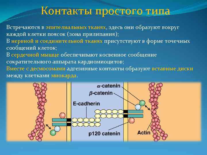 Контакты простого типа Встречаются в эпителиальных тканях, здесь они образуют вокруг каждой клетки поясок