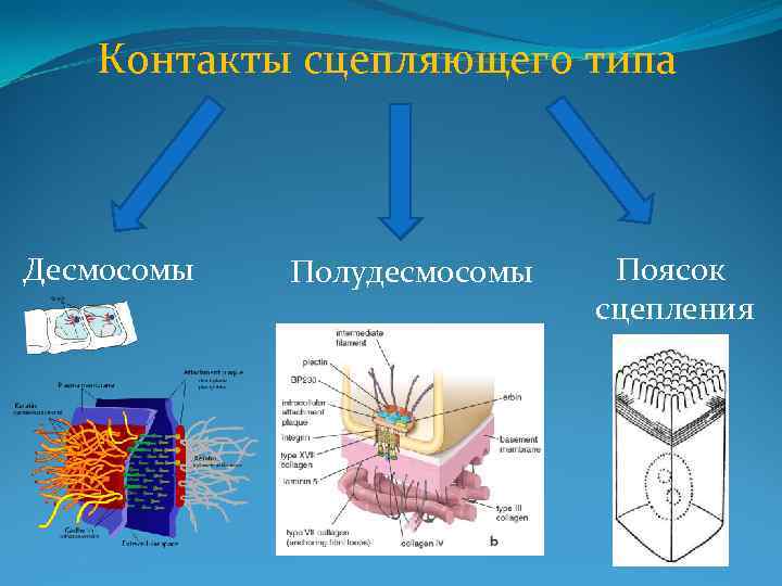 Контакты сцепляющего типа Десмосомы Полудесмосомы Поясок сцепления 