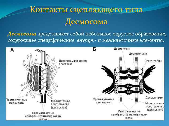 Контакты сцепляющего типа Десмосома представляет собой небольшое округлое образование, содержащее специфические внутри- и межклеточные