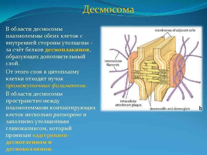 Десмосома В области десмосомы плазмолеммы обеих клеток с внутренней стороны утолщены – за счёт