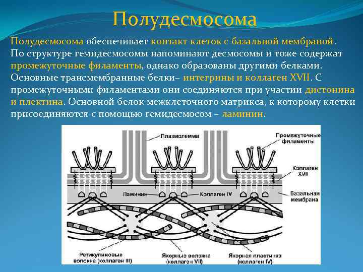 Полудесмосома обеспечивает контакт клеток с базальной мембраной. По структуре гемидесмосомы напоминают десмосомы и тоже