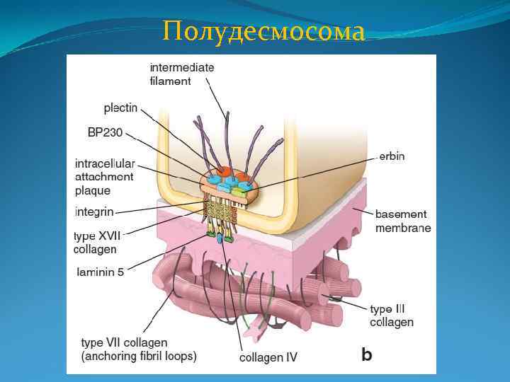 Полудесмосома 