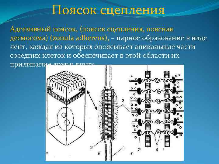 Поясок сцепления Адгезивный поясок, (поясок сцепления, поясная десмосома) (zonula adherens), – парное образование в