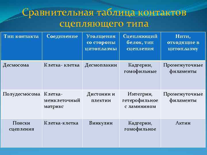 Сравнительная таблица контактов сцепляющего типа Тип контакта Десмосома Соединение Утолщения со стороны цитоплазмы Сцепляющий