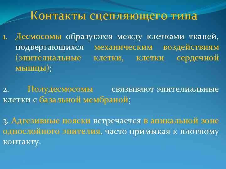 Контакты сцепляющего типа 1. Десмосомы образуются между клетками тканей, подвергающихся механическим воздействиям (эпителиальные клетки,