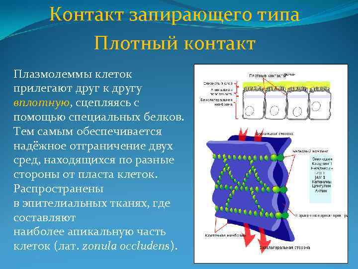 Контакт запирающего типа Плотный контакт Плазмолеммы клеток прилегают друг к другу вплотную, сцепляясь с