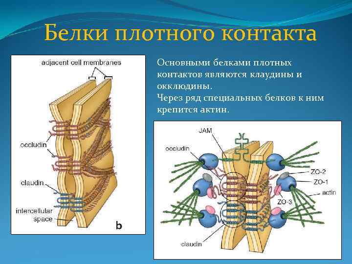 Белки плотного контакта Основными белками плотных контактов являются клаудины и окклюдины. Через ряд специальных