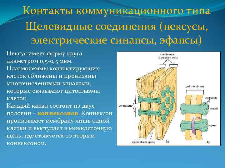 Контакты коммуникационного типа Щелевидные соединения (нексусы, электрические синапсы, эфапсы) Нексус имеет форму круга диаметром